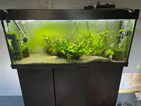 Tropical fish and tank complete setup