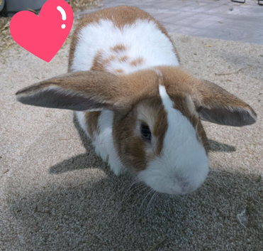 Mini lop &times; Holland Lop male