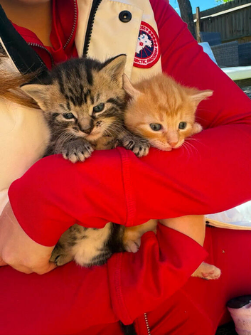 Ginger kitten calico kitten for sale