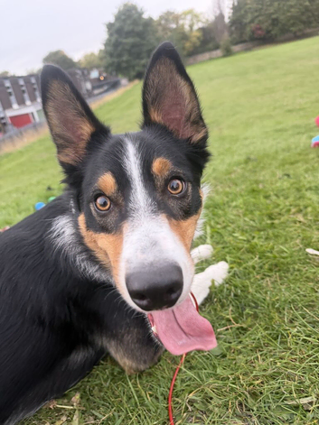 Enzo 12 month old tri colour bored collie