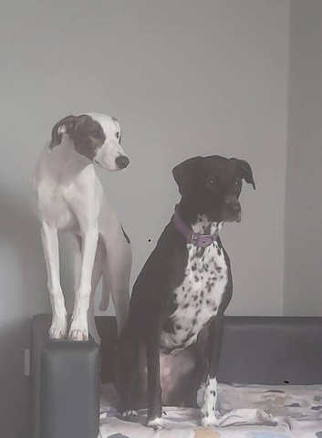 Saluki dalmation grey puppies