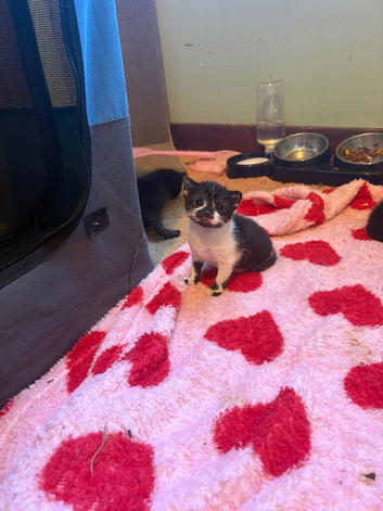 3 beautiful kittens