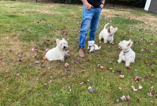 West Highland White Terrier Female
