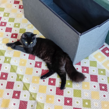Kitten