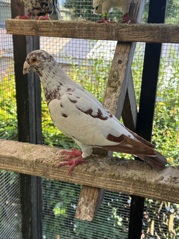 Coloured racing pigeon