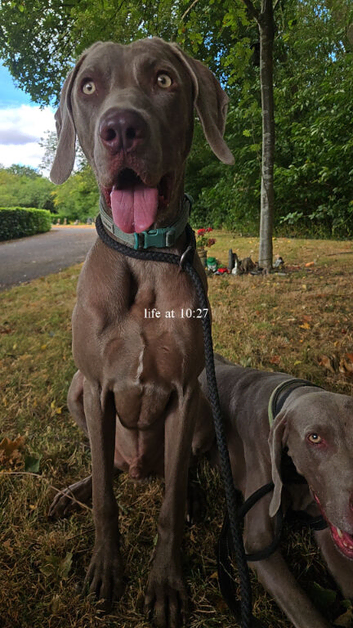Male weimaraner 18 months old
