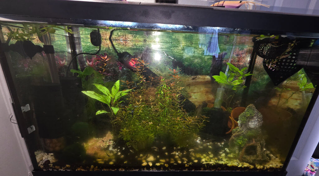 Shrimp tank setup complete