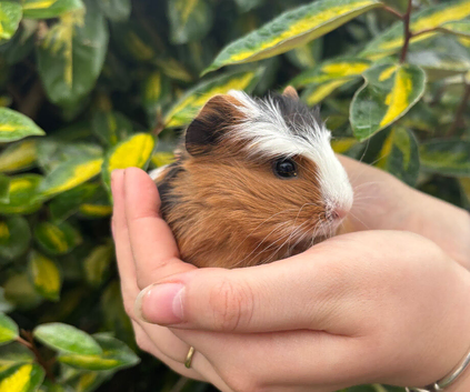 Coronet baby guinea pigs