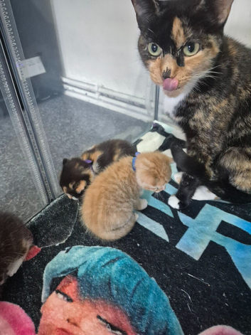 Sushi's litter