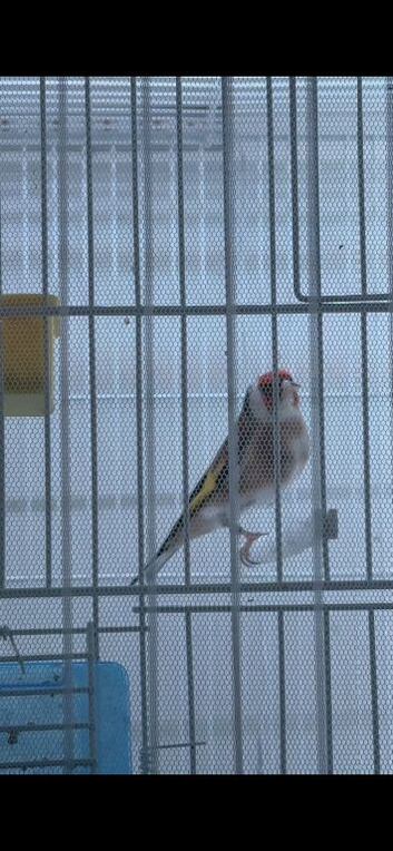 Goldfinches chevs and pied For sale