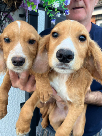 Fox red working cocker spaniel puppies 2 boys still available