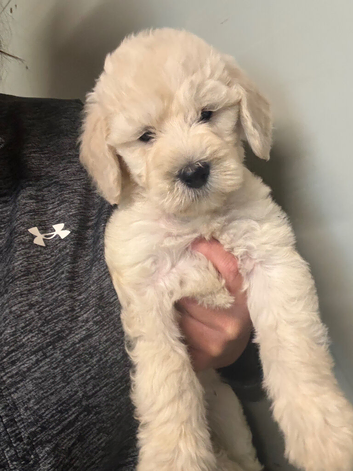Goldendoodle Puppys for sale 2 girls left