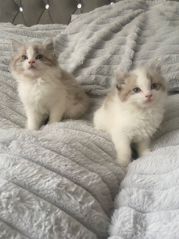 Ragdoll x