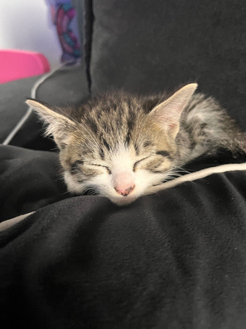 Mum and son kitten 10 weeks old