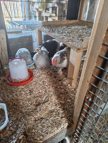 7young pekins