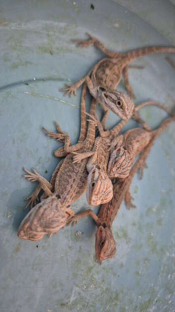100%Het Hypo baby Bearded Dragons