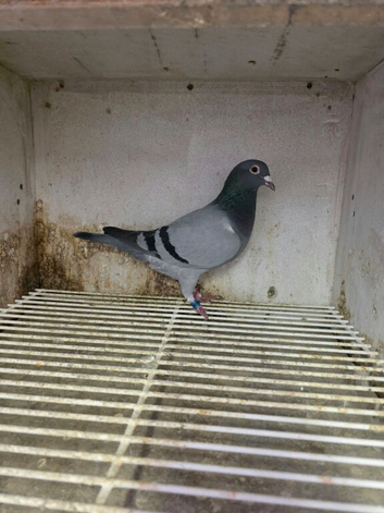 Racing pigeons