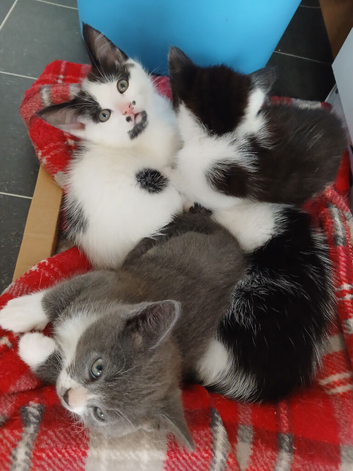 beautiful girls and beautiful boys kittens