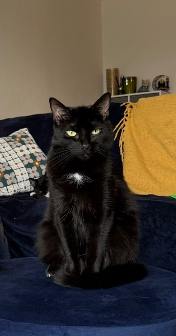 Cat for rehome