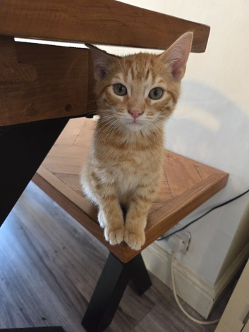 Pixie bob mixed kittens ready to go now