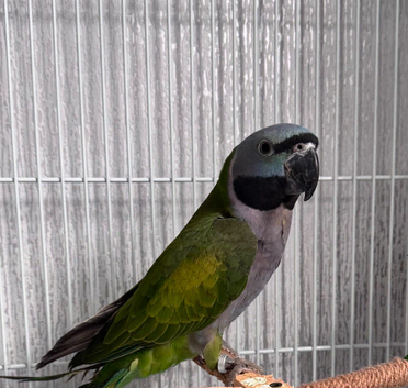 Derbyan parrot
