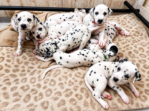 Beautiful Puppies Looking For Their Forever Homes