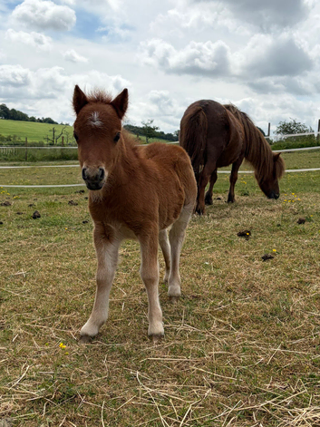 Mare and filly foal