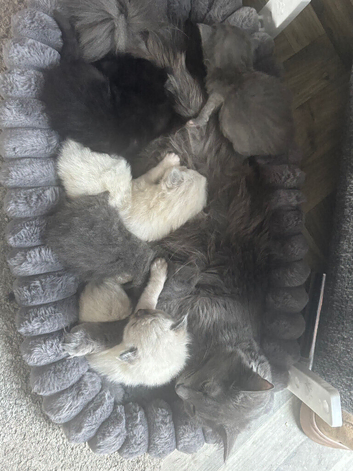 3 girls and 2 boys