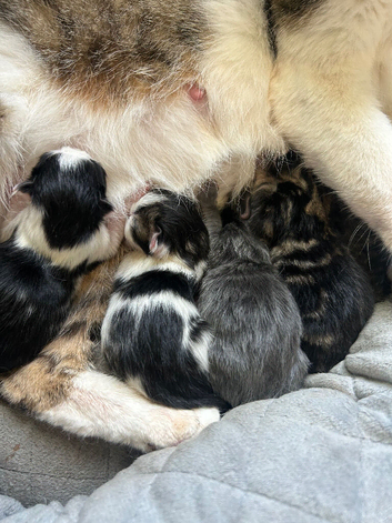 Gorgeous Kittens for sale