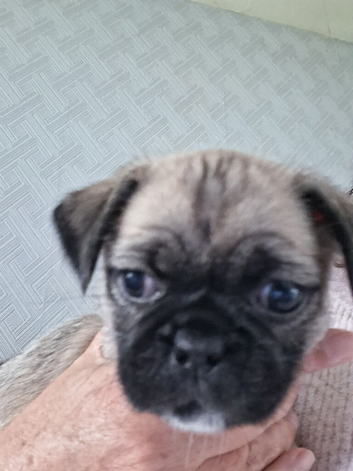 For sale