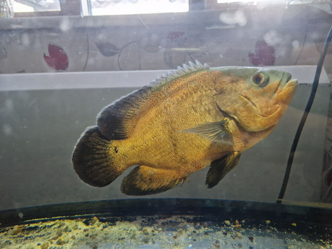 Oscar and Catfish