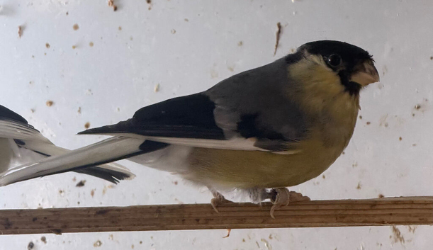 male yellow bullfinches