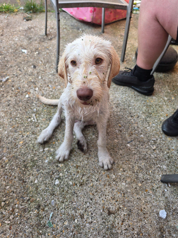 Labradoodle boy looking for his forever home