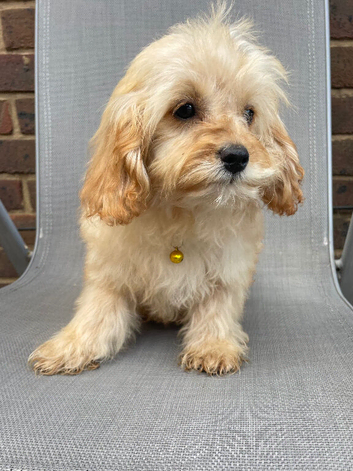Beautiful cavapoo f1b pups ready to leave