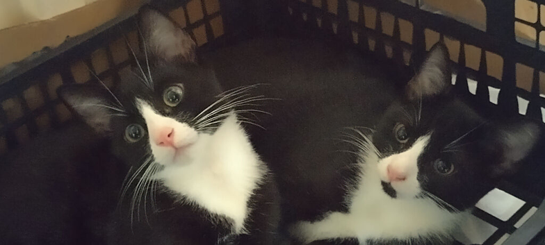 Two cute tuxedo kittens - Turkish Angora mix