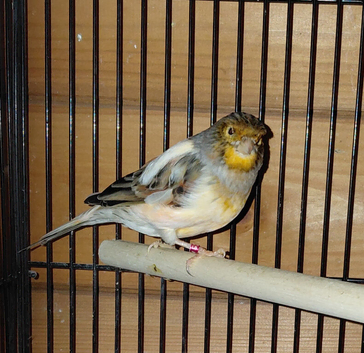 Canaries  x2