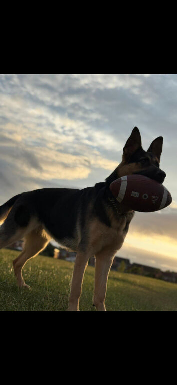 German shepherd