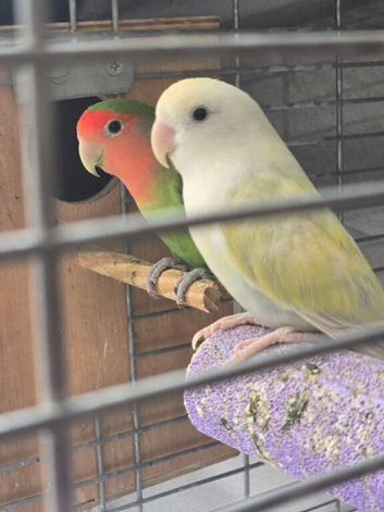 Love birds