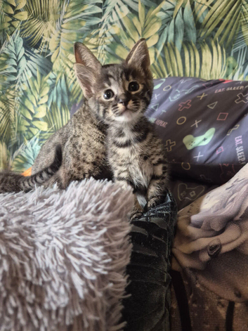 F3 savannah kittens