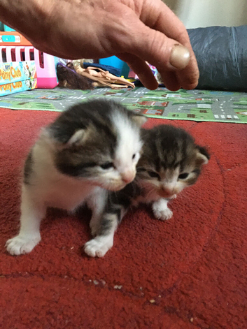 Two lovely kittens for new homes