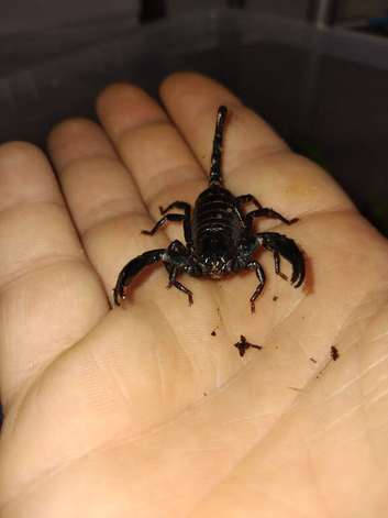 2 unsexed scorpions