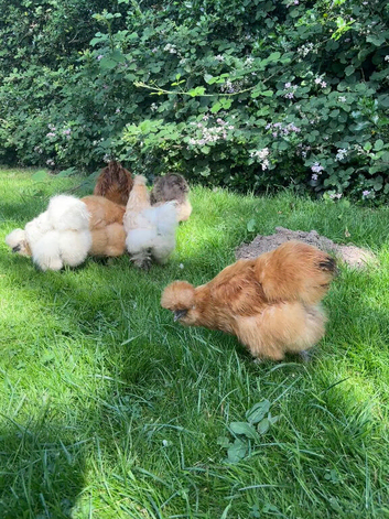 Silkie hens for sale