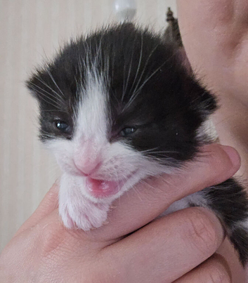 1 beautiful kitten ready in 7 weeks