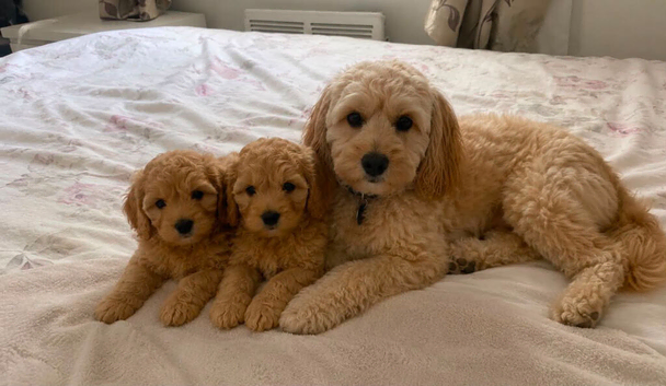 2 cockapoos for sale
