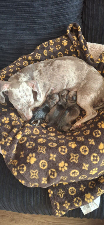 Mini dachshund x shih tzu (schweenie)