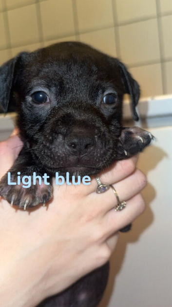 Staffordshire bull terrior puppys