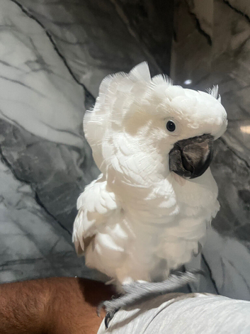 Female Affectionate Cuddly Super Tame Umbrella Cockatoo Parrot,4