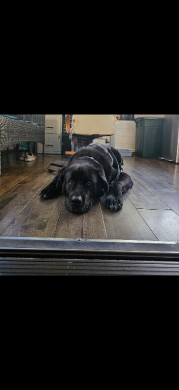 Golden retriever X for sale