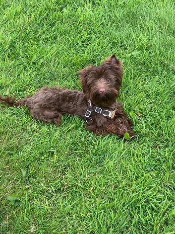 Yorkshire terrier boys