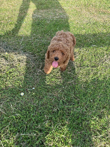 Cavapoo puppy